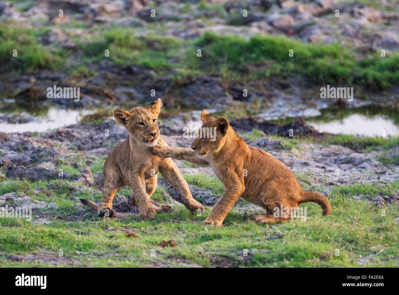 Lion (Panthera leo), due cuccioli play, la mattina presto, Chobe National Park, Botswana Foto Stock