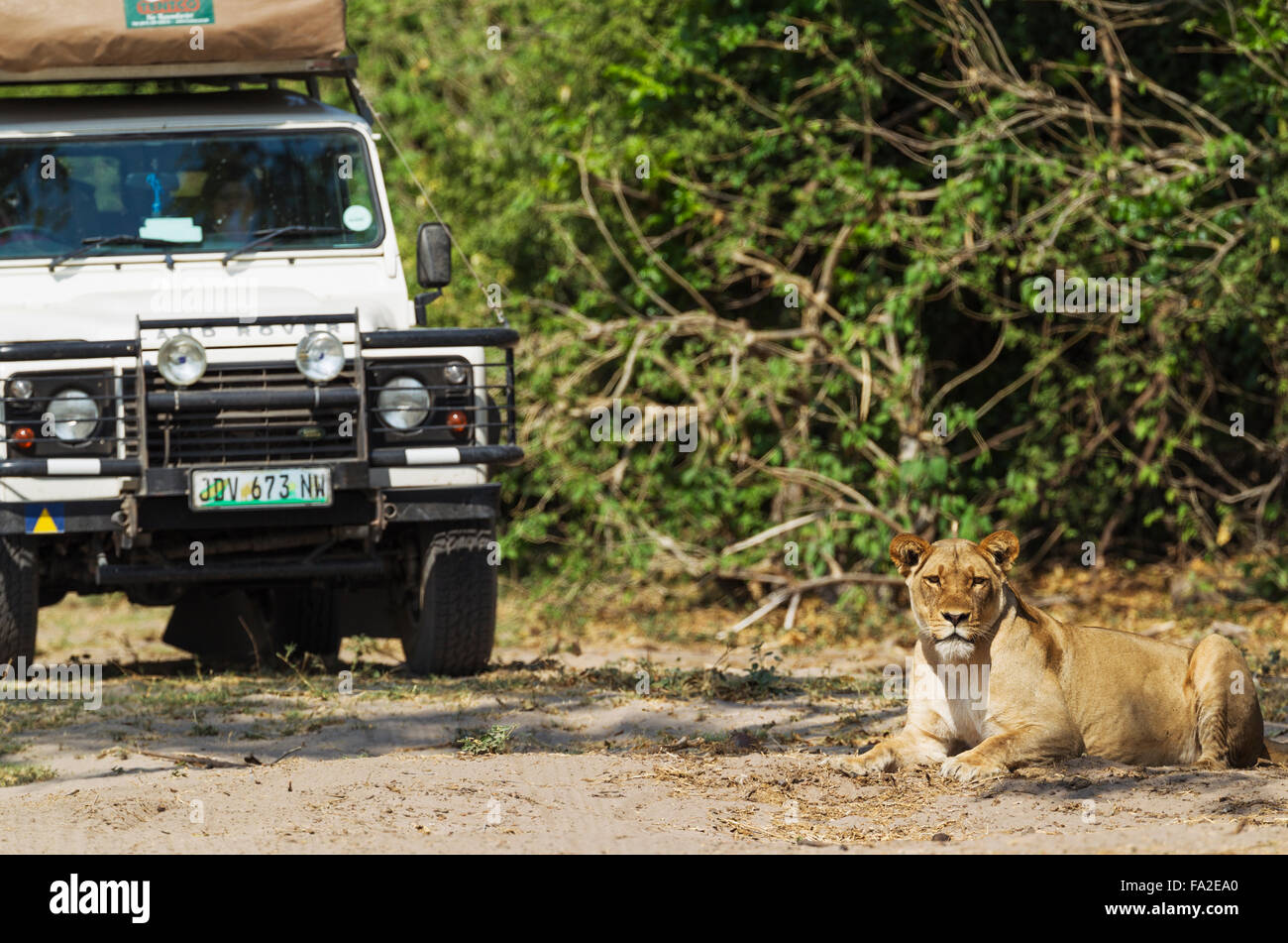 Lion (Panthera leo), leonessa e veicolo turistico, Chobe National Park, Botswana Foto Stock