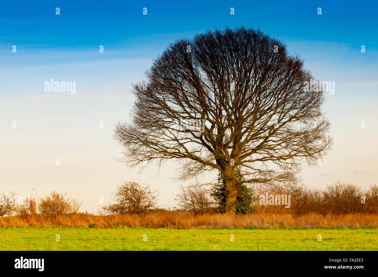 Albero solitario in un campo di sole in inverno Foto Stock