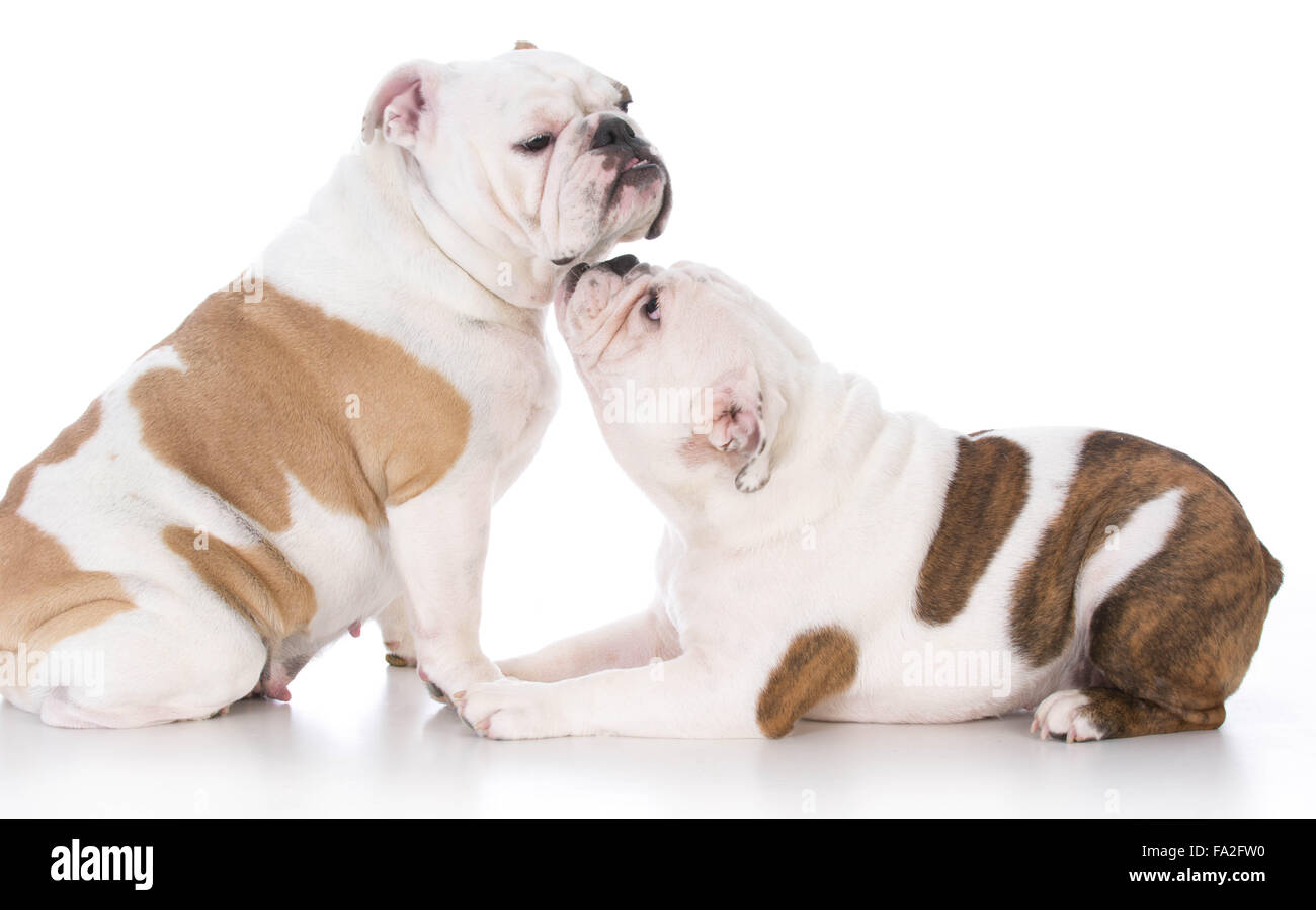 Bulldog cucciolo nuzzling fino a sua madre su sfondo bianco Foto Stock