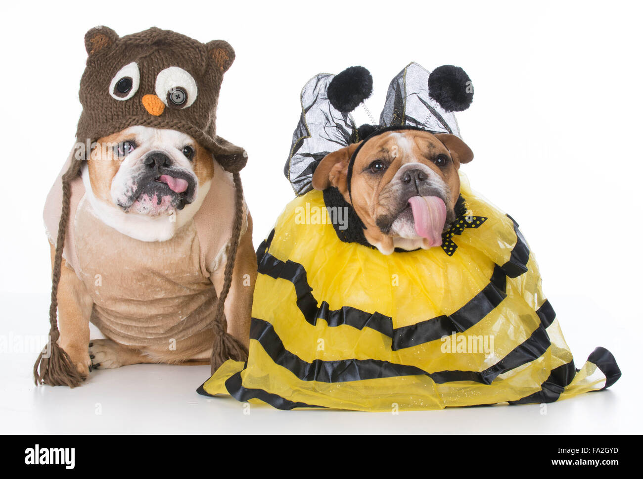 Due bulldogs indossando gli uccelli e le api costume Foto Stock