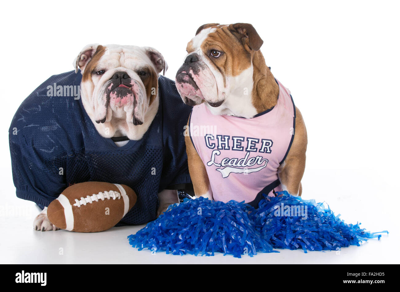 Bulldog vestito come giocatore di football e cheerleader Foto Stock