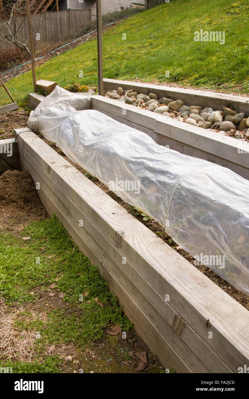 Letto sollevata strawberry garden coperto per fornire calore a inizio primavera in Sammamish, Washington, Stati Uniti d'America Foto Stock