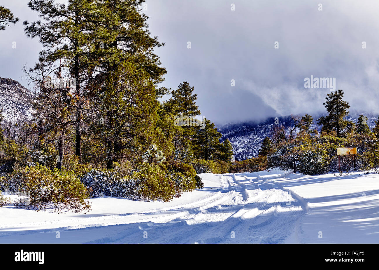 Coperta di neve strada in montagna con pini e ginestre Foto Stock