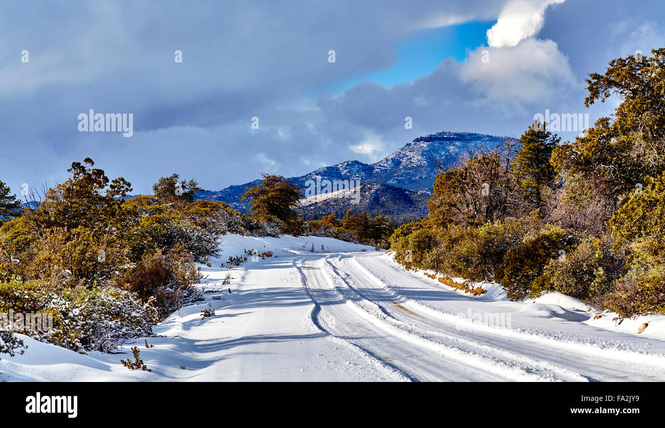 Coperte di neve su strada di montagna con ginepri e querce Foto Stock
