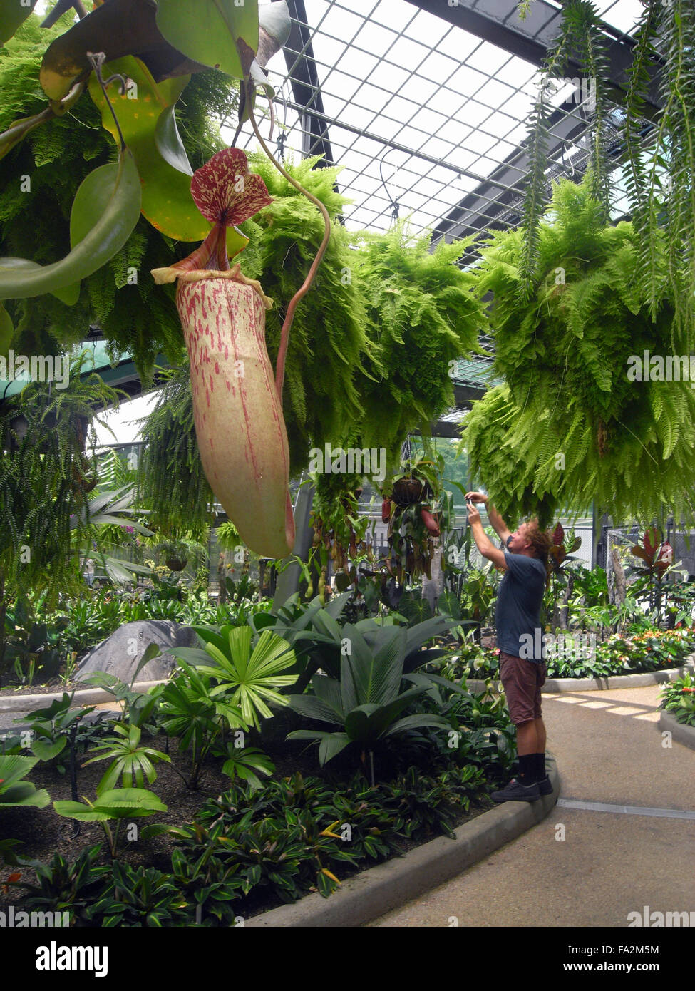 Brocca piante (Nepenthes sp.), felci e altre piante nella nuova Cairns Conservatorio, Flecker Botanic Gardens, Cairns, Q Foto Stock