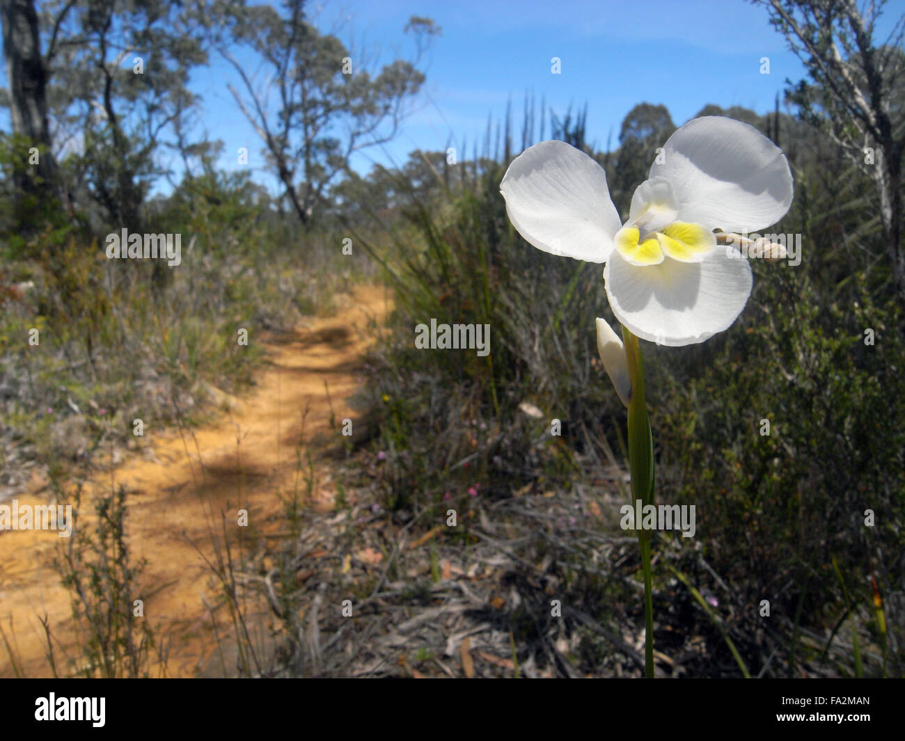 Nativo di iride bianco (Diplarrena moraea) fioritura accanto a tre promontori via, Penisola Tasmana, Tasmania, Australia Foto Stock