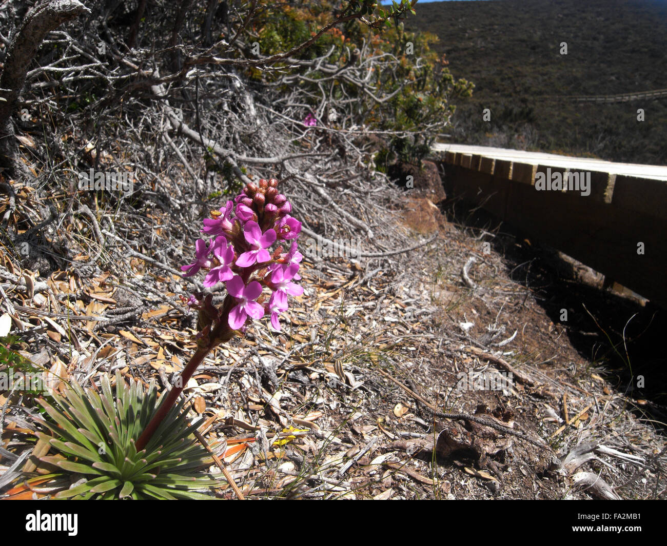 Triggerplant (Stylidium sp.) fioritura accanto al tre promontori via, capo del Pilastro, Penisola Tasmana, Tasmania, Australia Foto Stock