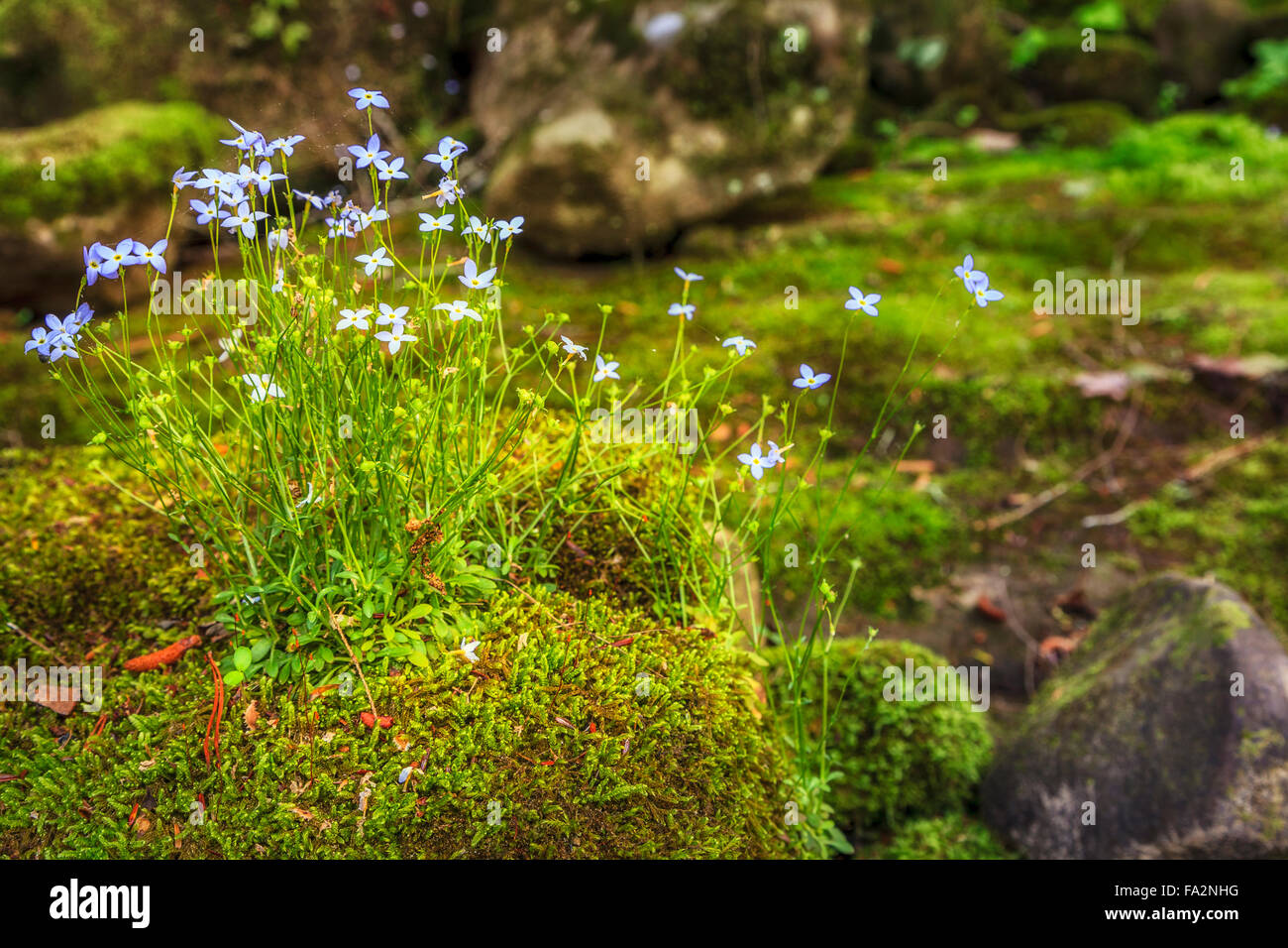 Creeping Bluet fiori e muschio su una roccia nelle vicinanze Cumberland River nel sud del Kentucky Foto Stock