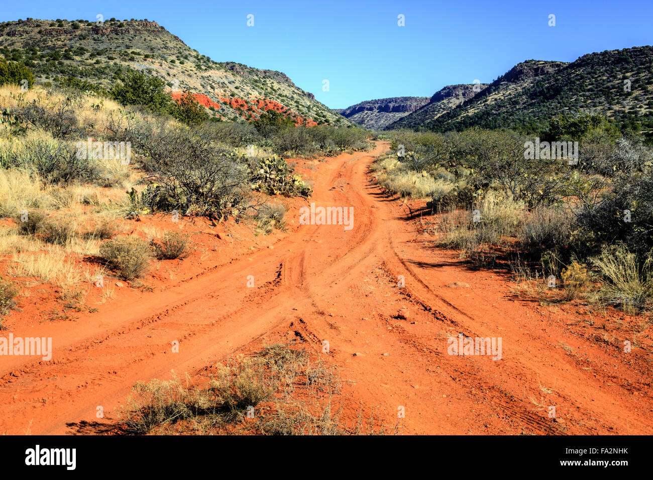 Strada sterrata nel deserto vicino a pioppi neri americani, Arizona Foto Stock