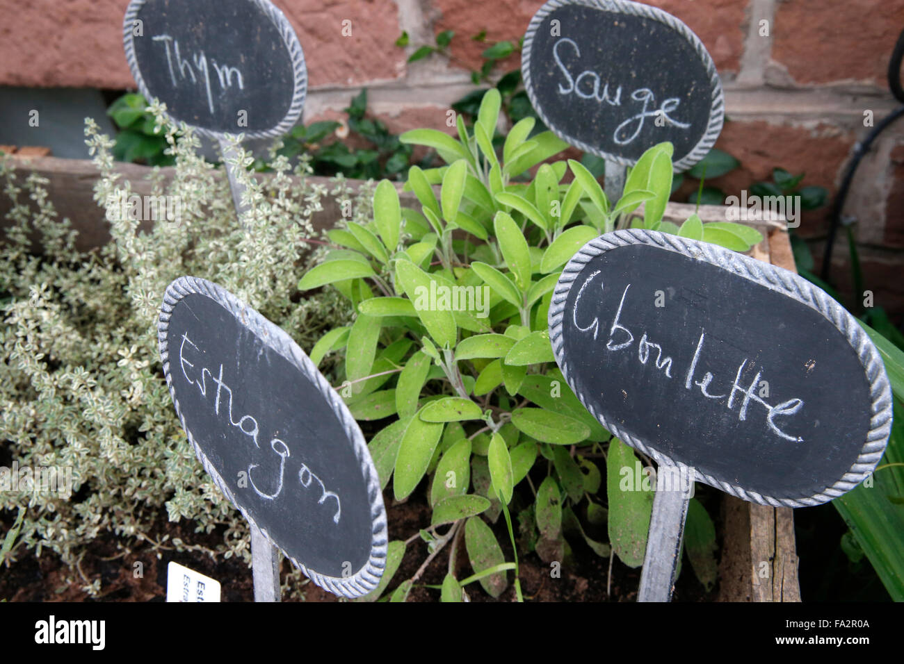 Erbe. Foto Stock