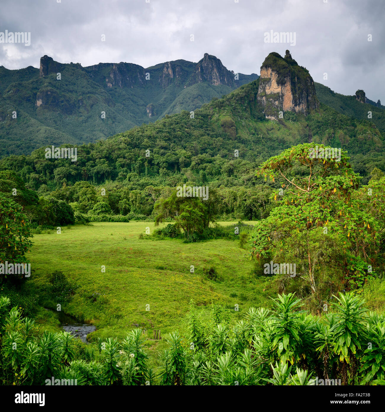 Gushuralle picco nella foresta di Harenna, Bale Mountains National Park, Oromia, Etiopia Foto Stock