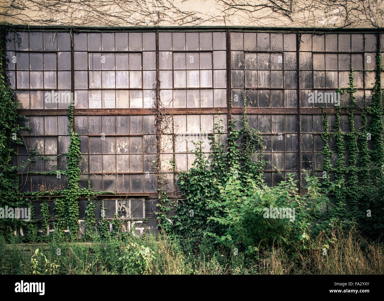 Grungy vecchio esterno industriale con windows ed incolto vigne ed erbacce Foto Stock