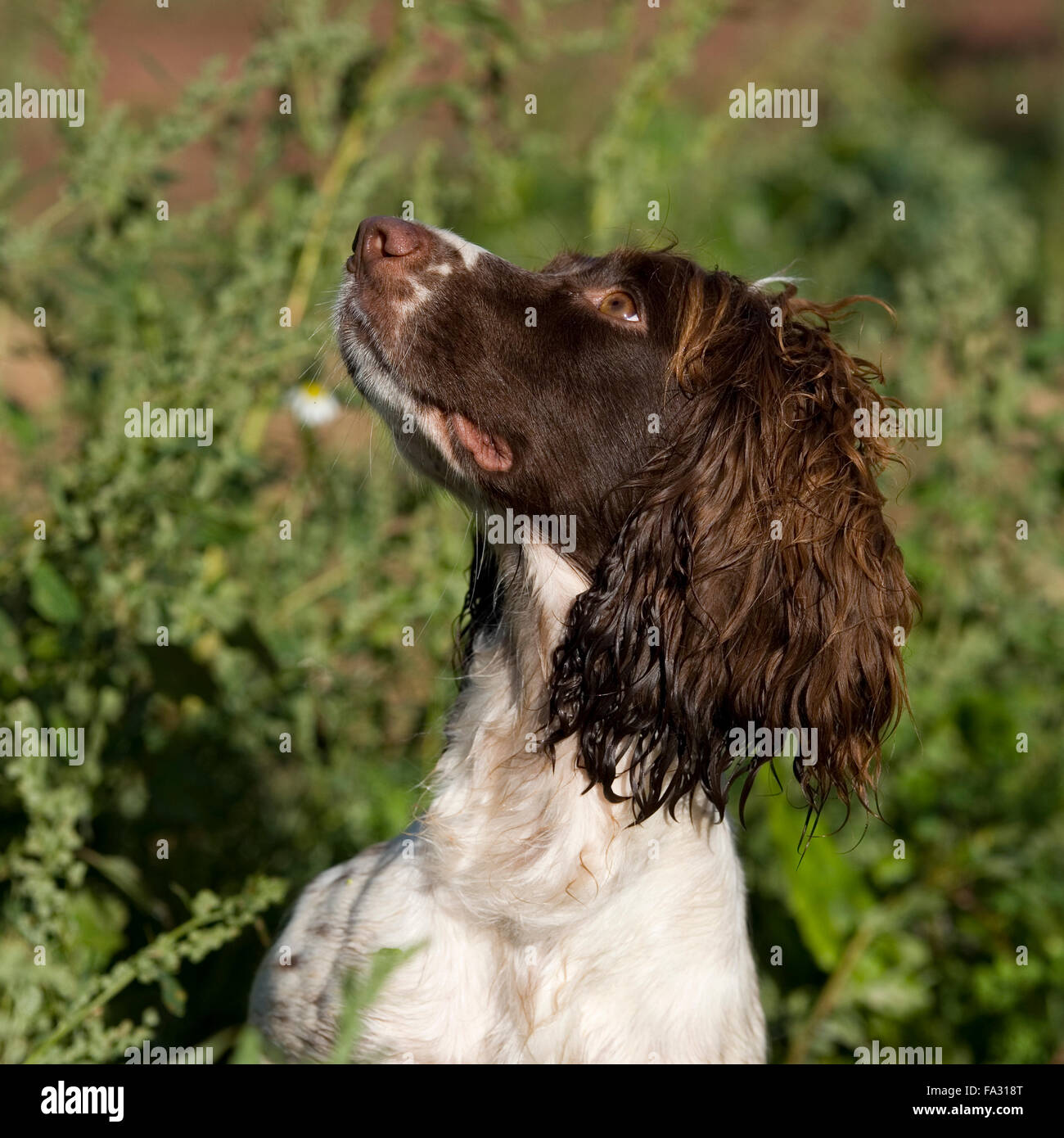 English Springer spaniel ascolto al proprietario Foto Stock