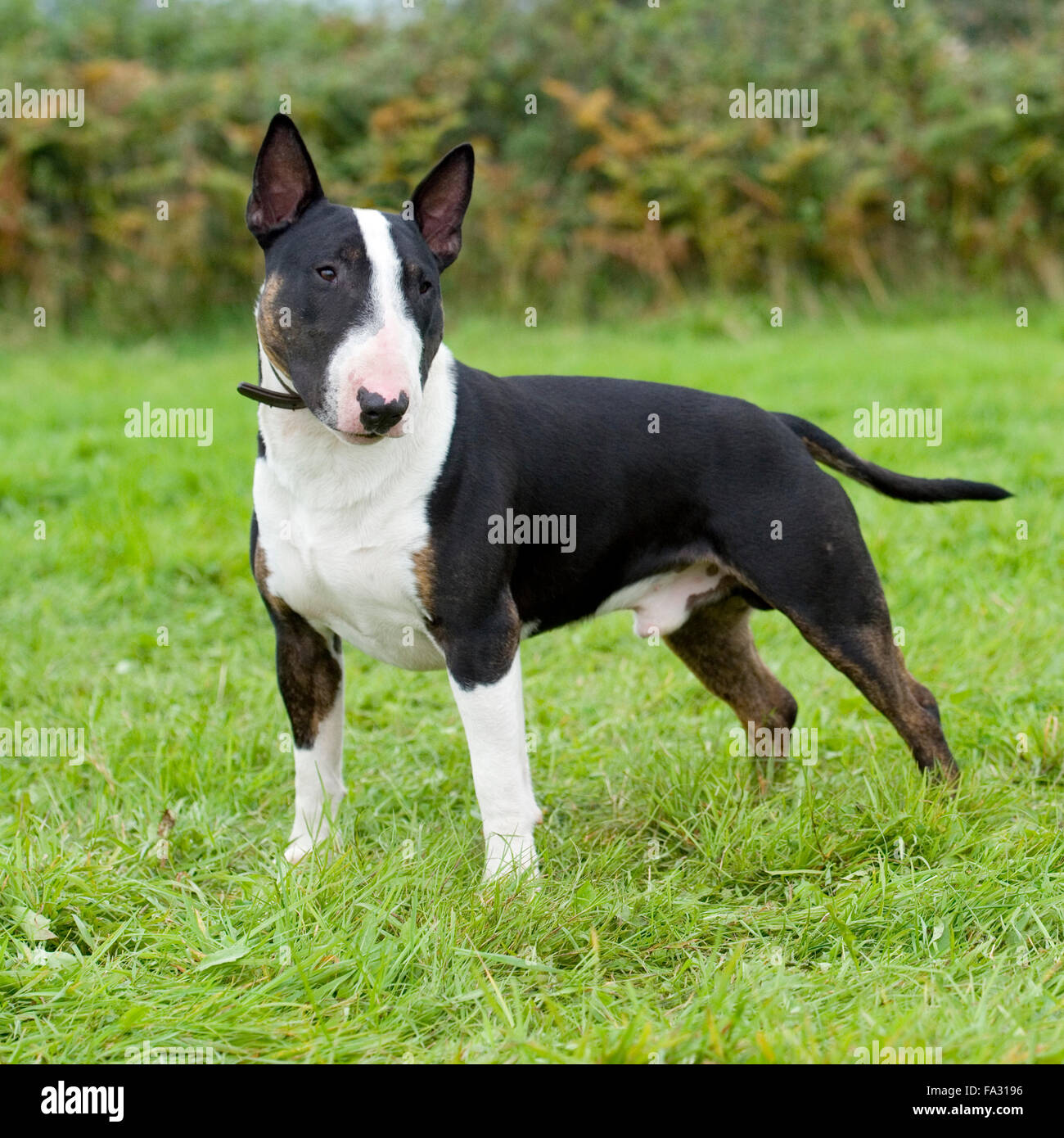 Inglese Bull Terrier Foto Stock Alamy