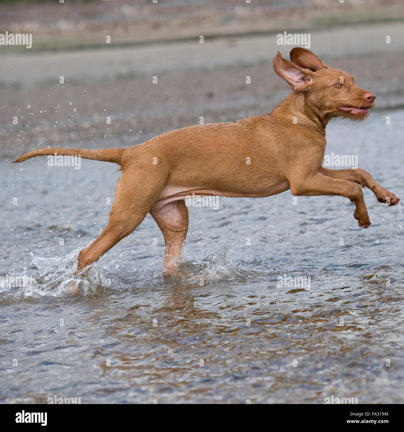 Vizsla ungherese sulla spiaggia, Foto Stock