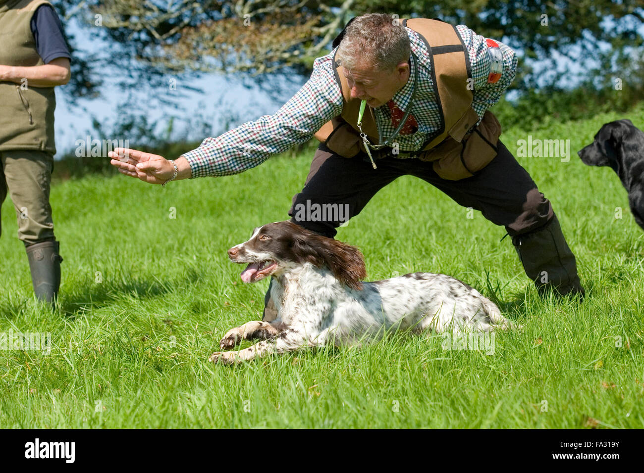 English Springer spaniel a gundog prova di lavoro Foto Stock