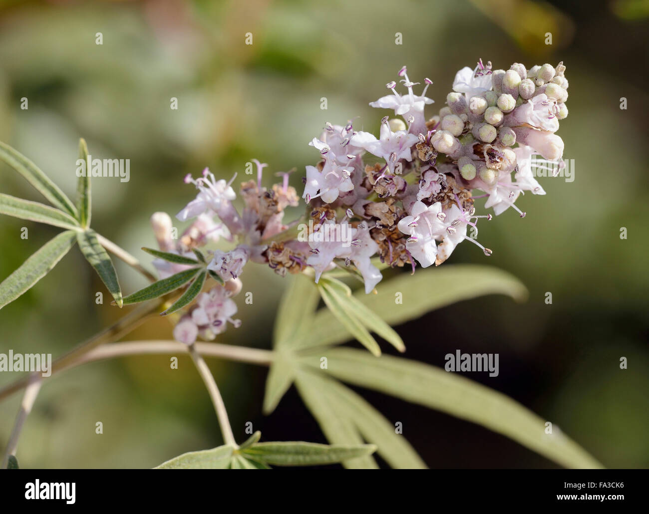 Casto Tree - Vitex agnus-castus utilizzato nella medicina alternativa Foto Stock