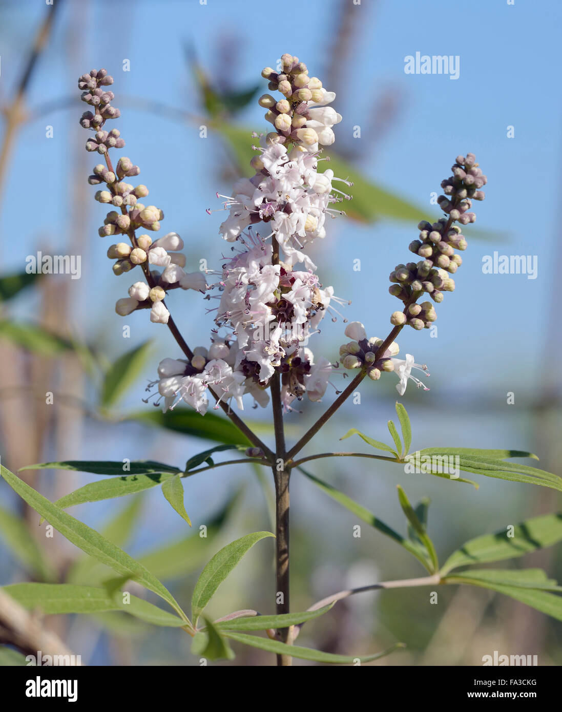 Casto Tree - Vitex agnus-castus utilizzato nella medicina alternativa Foto Stock