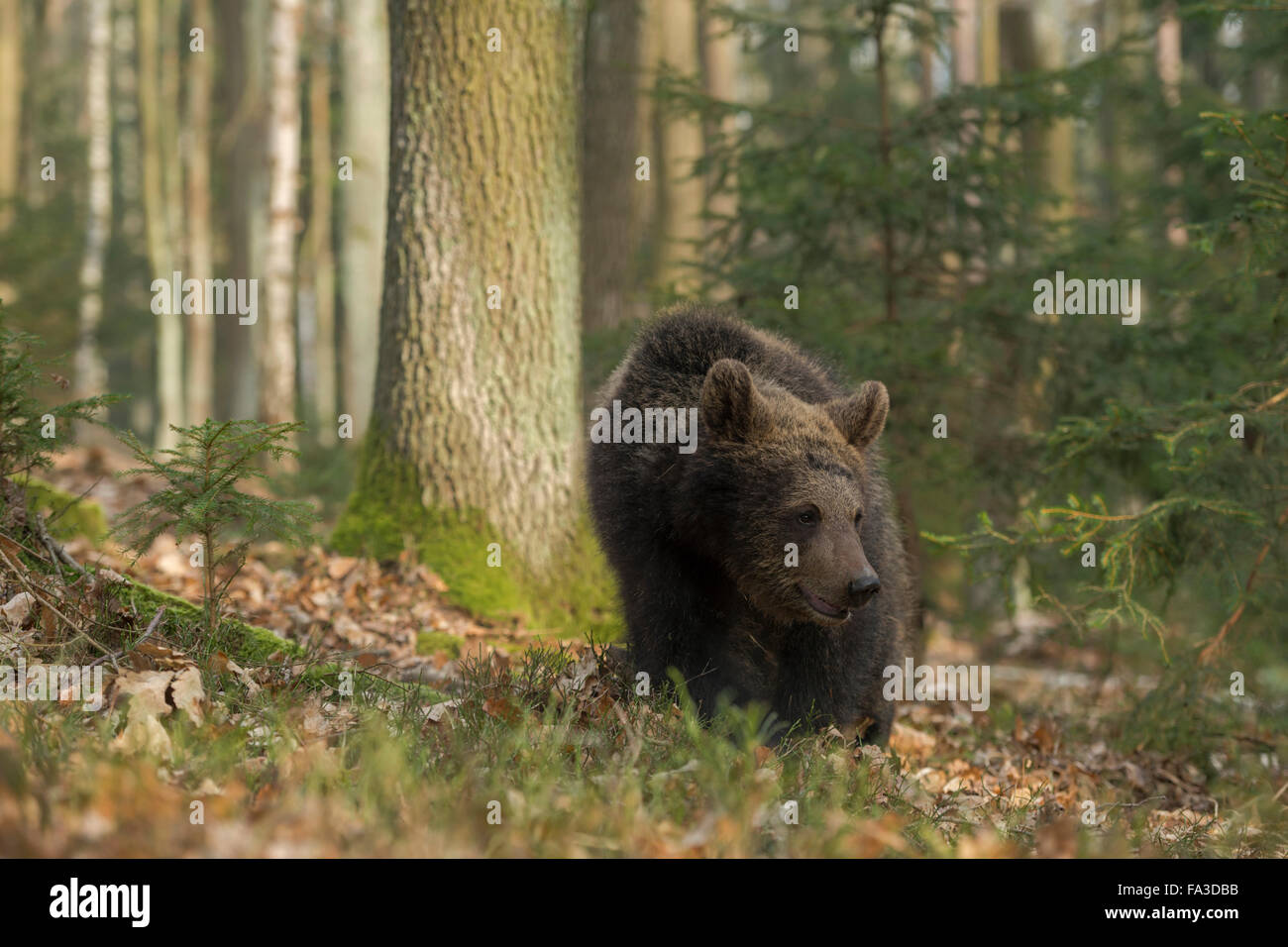 Unione orso bruno / Europaeischer Braunbaer ( Ursus arctos ) il roaming attraverso il sottobosco naturale di un bosco misto. Foto Stock