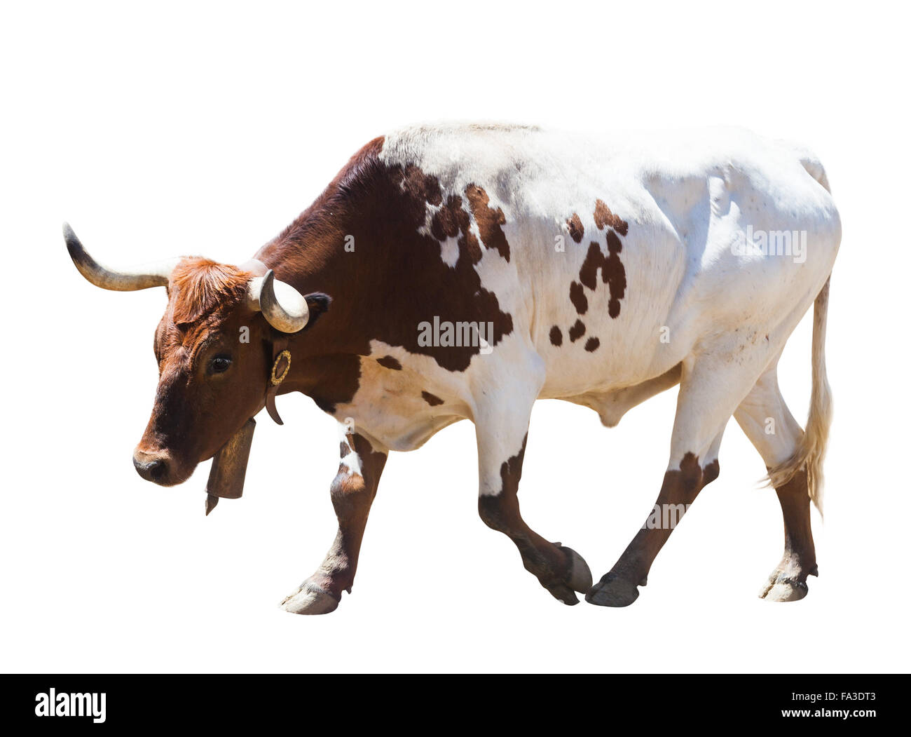 Camminare bianco e marrone di Bull, isolato su sfondo bianco Foto Stock