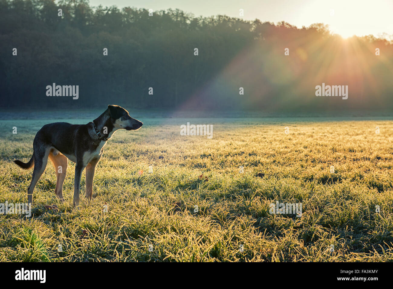 Un cane in una mattina congelati cercando nel campo Foto Stock