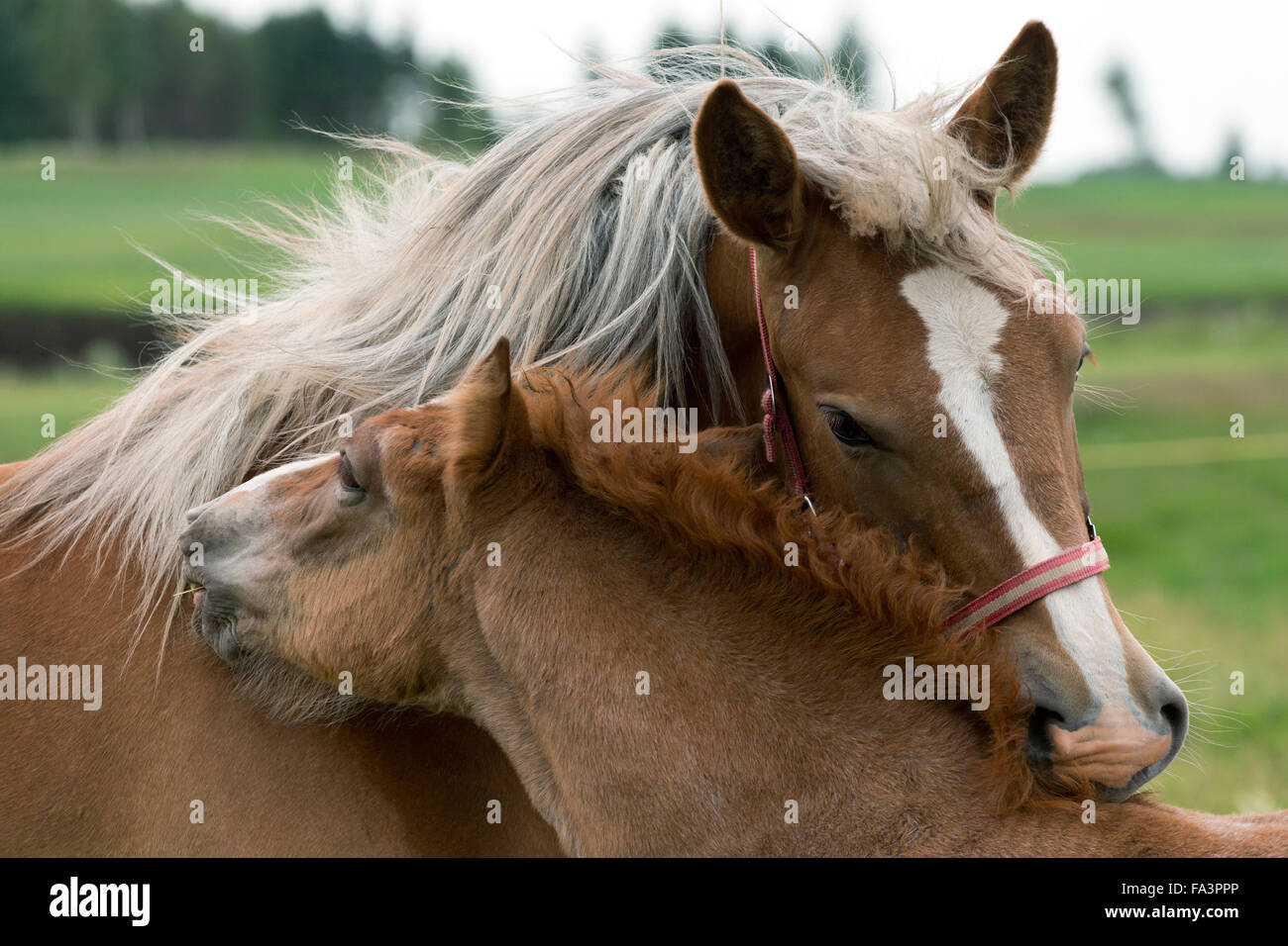 Condizioni di sforzo particolarmente pesanti a cavallo della Lituania in via di estinzione della razza rara Foto Stock