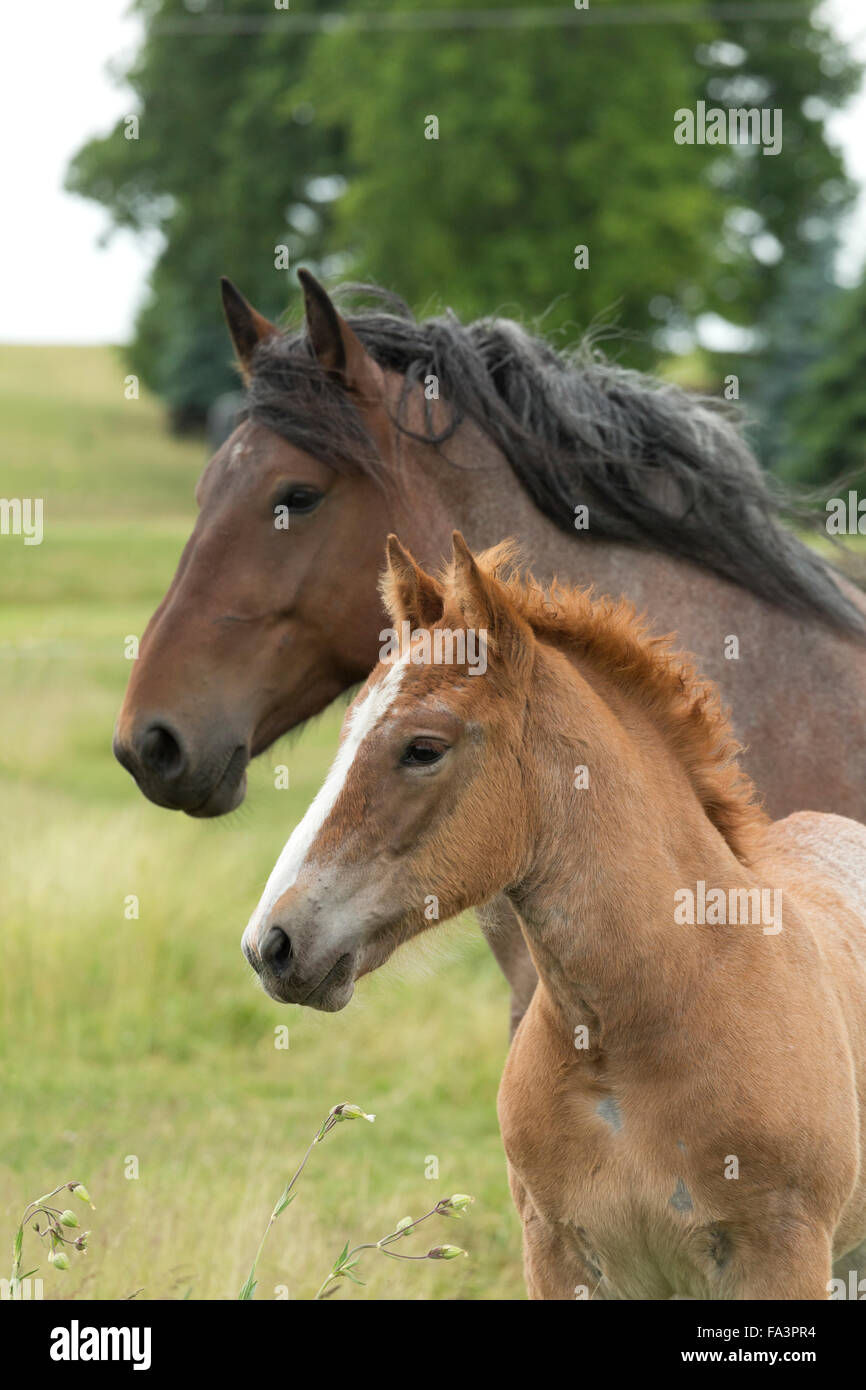Condizioni di sforzo particolarmente pesanti a cavallo della Lituania in via di estinzione della razza rara Foto Stock