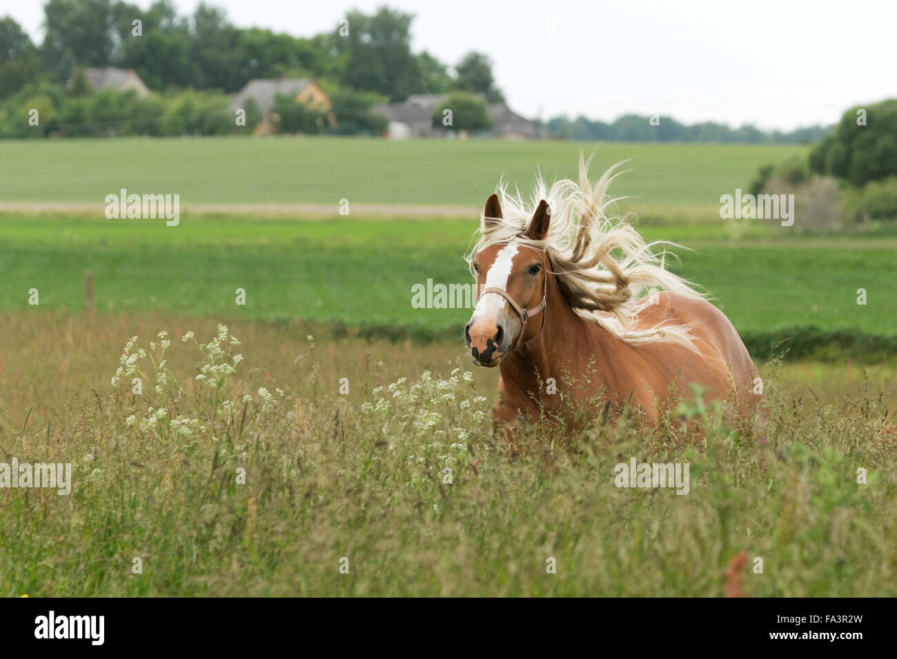 Condizioni di sforzo particolarmente pesanti a cavallo della Lituania in via di estinzione della razza rara Foto Stock