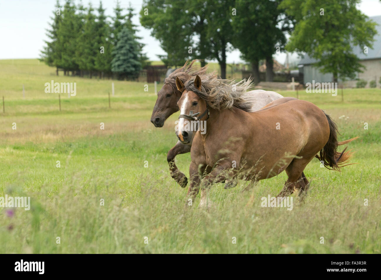 Condizioni di sforzo particolarmente pesanti a cavallo della Lituania in via di estinzione della razza rara Foto Stock