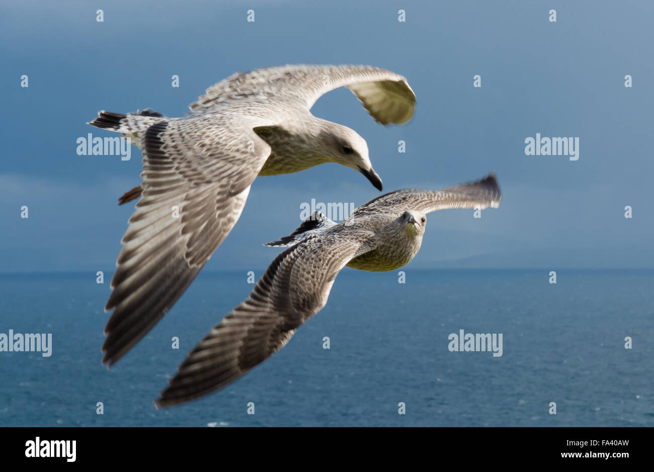 Gabbiani battenti formazione Foto Stock