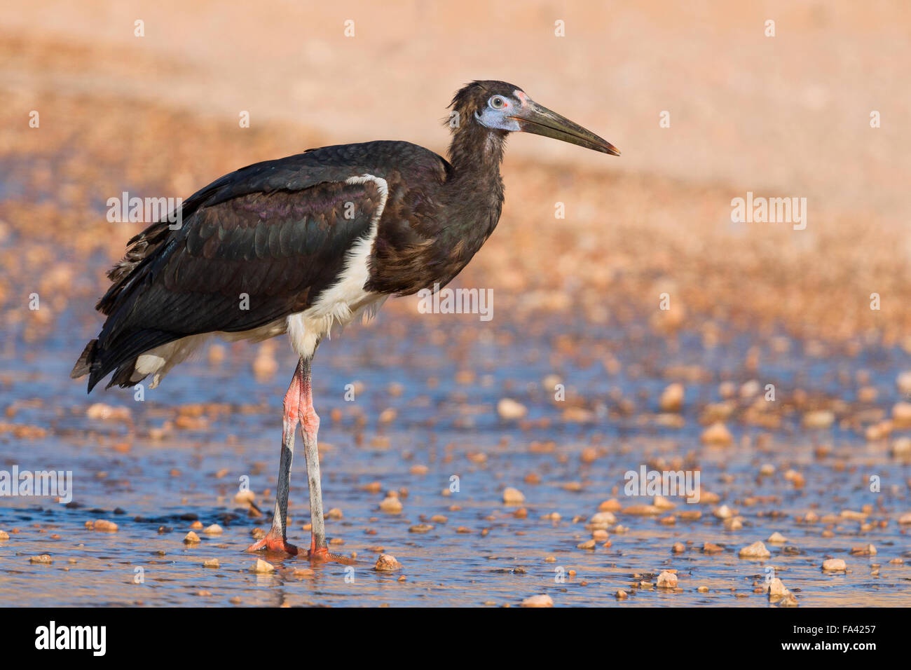 La Abdim Stork, stando in piedi in un pool, Salalah, Dhofar, Oman Foto Stock