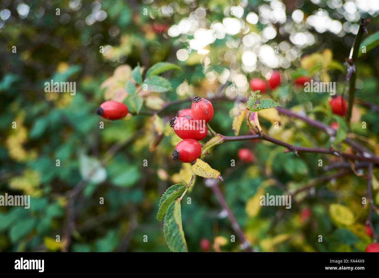 Autunno rosso rosa canina di una siepe Dog-Rose (Rosa canina). Foto Stock