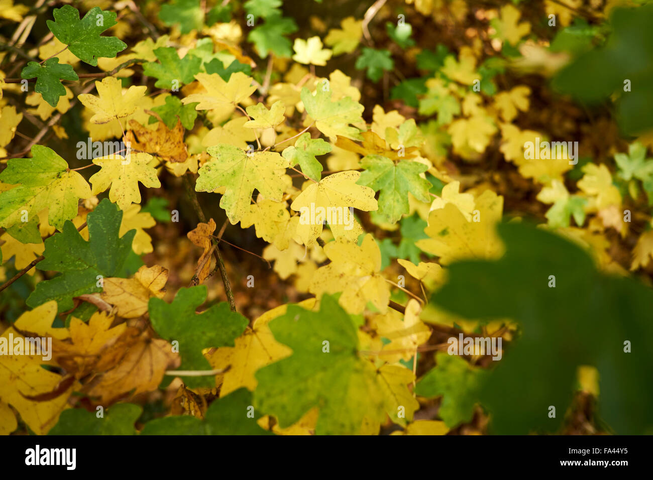 Acero campestre (Acer campestre) girando le foglie di autunno. Foto Stock