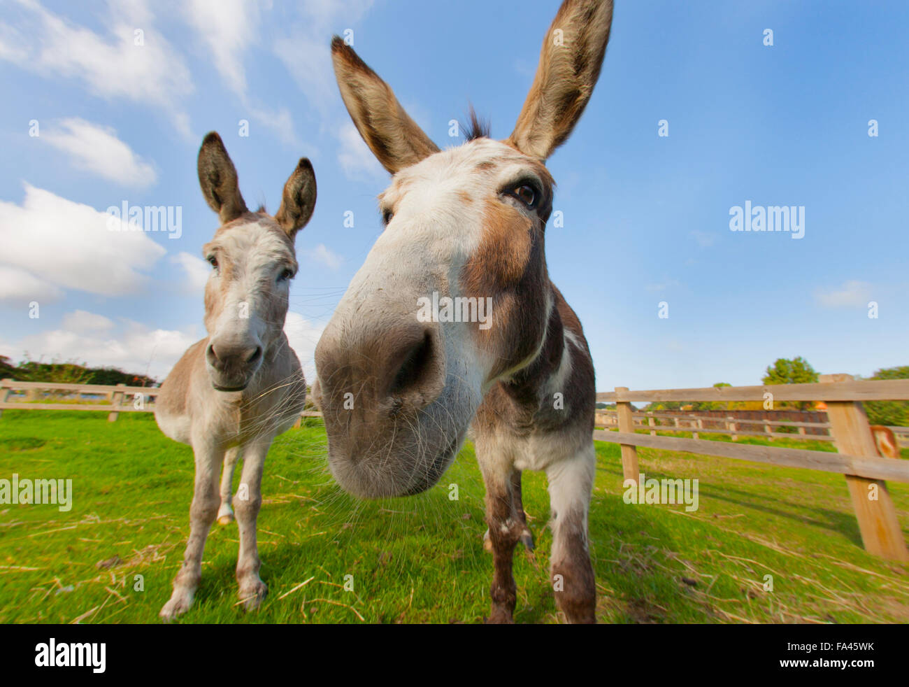 Asini su Norfolk fattoria in estate Foto Stock