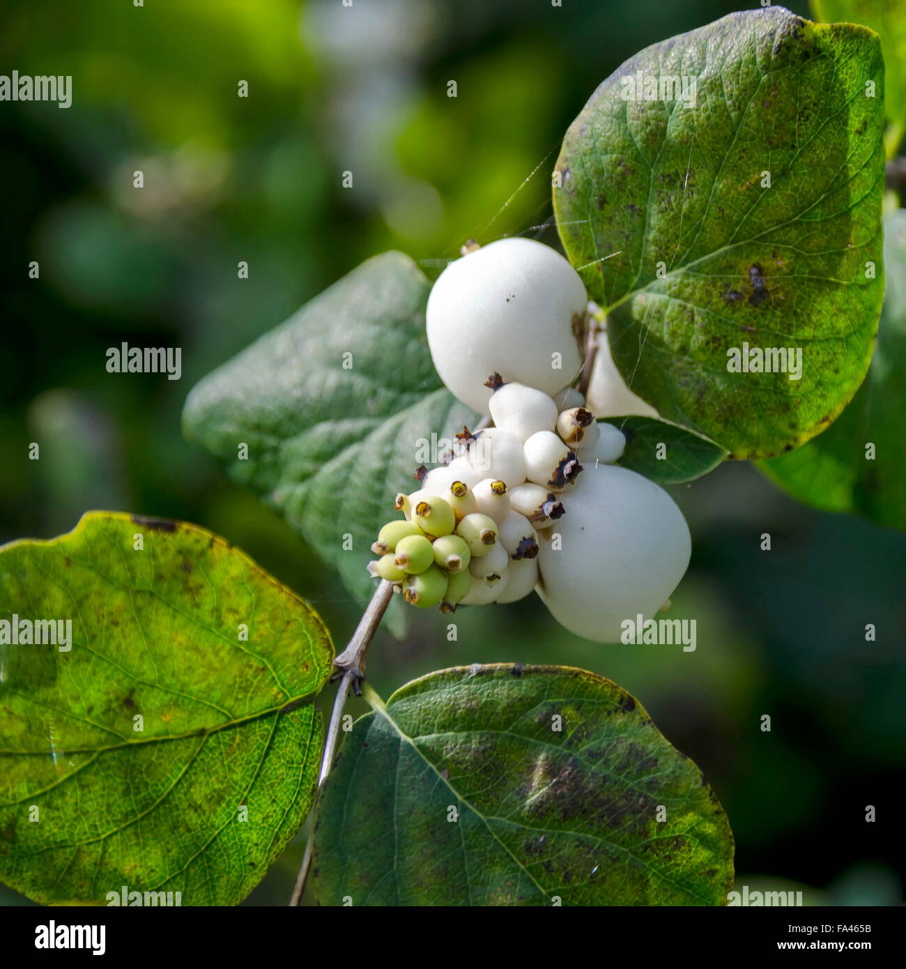 Snowberry albus arbusto nel parco, Bulgaria Foto Stock