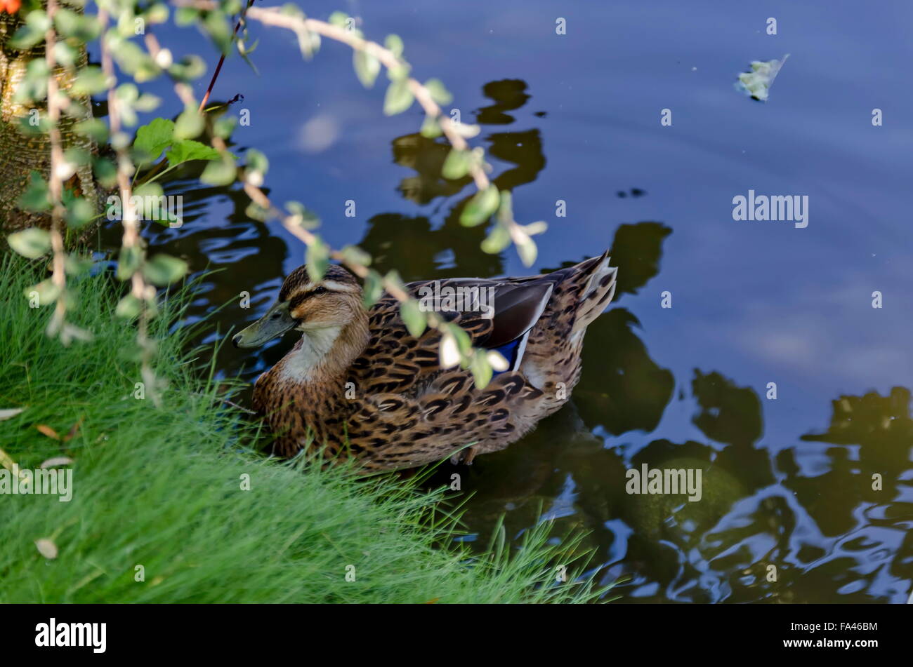 Femmina Mallard duck dalla riva del lago Foto Stock