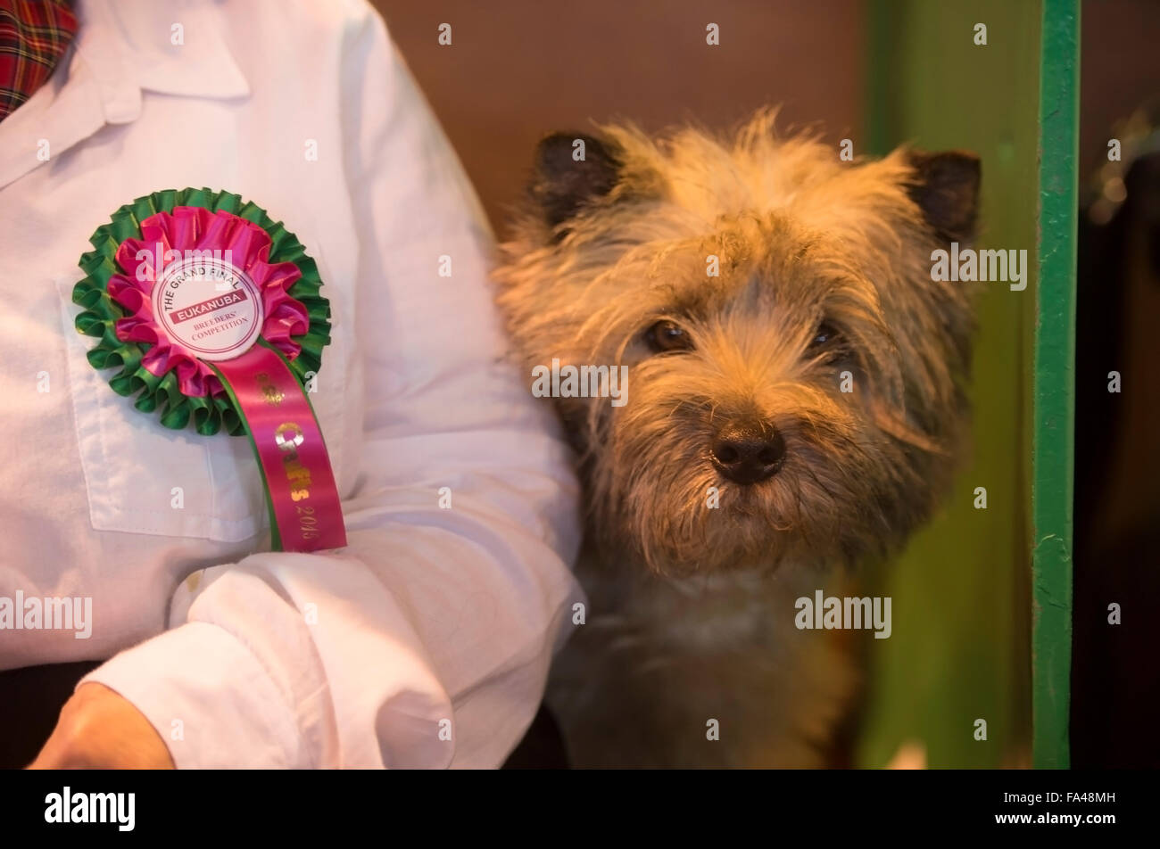 Il Crufts dog show al NEC di Birmingham - un Cairn Terrier è entrato nella Breeders Cup sezione 2015 REGNO UNITO Foto Stock