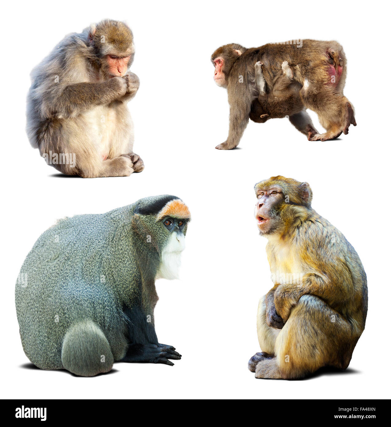 Set di scimmie. Isolato su bianco con ombra Foto Stock