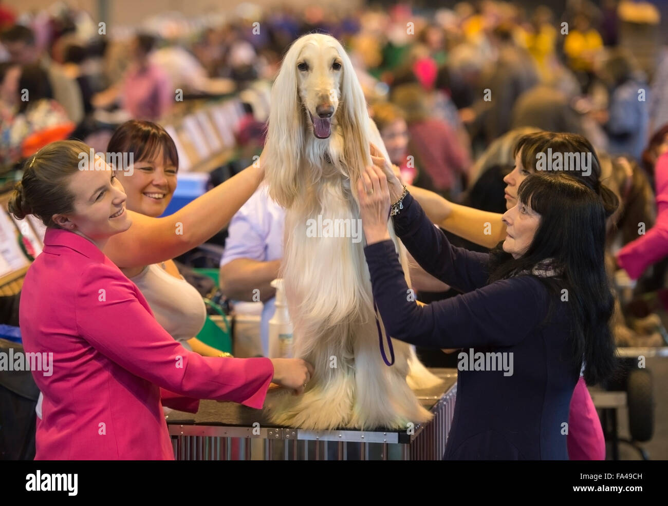 Il Crufts dog show al NEC di Birmingham - un segugio afgano con il nome del tuo animale domestico 'Marcus è curato prima di mostrare Foto Stock