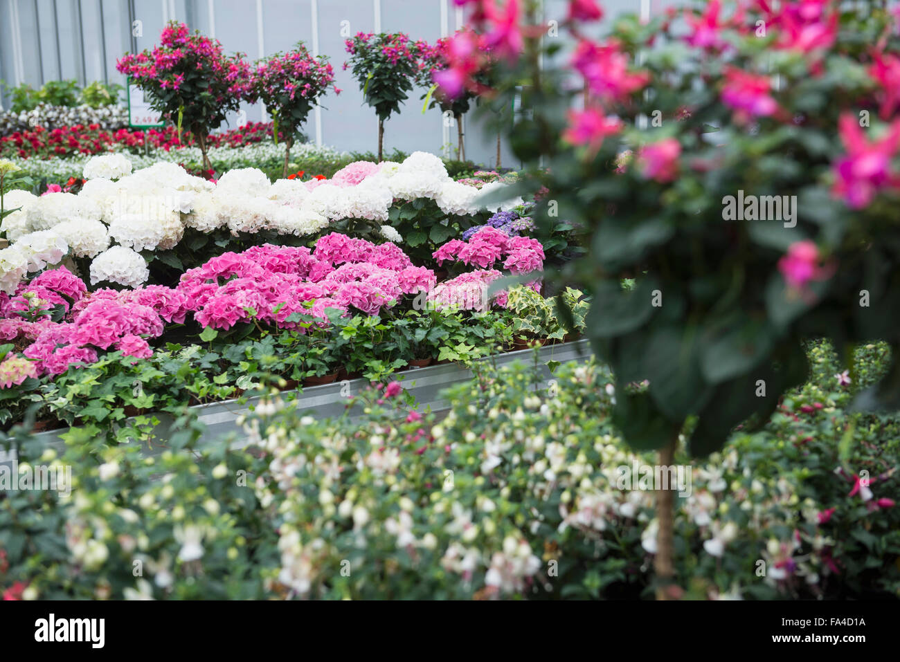 Piante di fiori per la vendita nel centro giardino, Augsburg, Baviera,  Germania Foto stock - Alamy