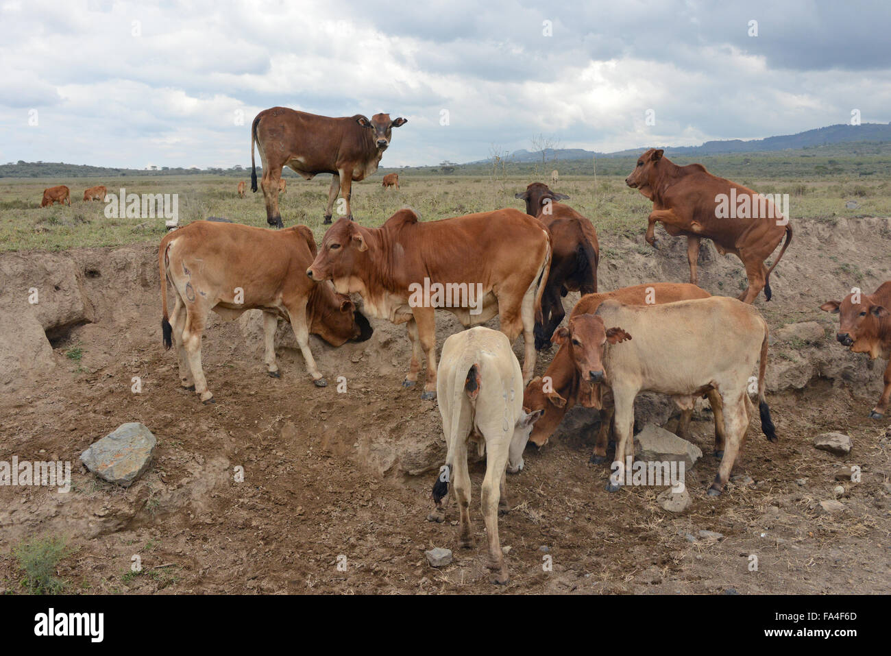 Boran bestiame al Soysambu Conservancy in Kenya Foto Stock