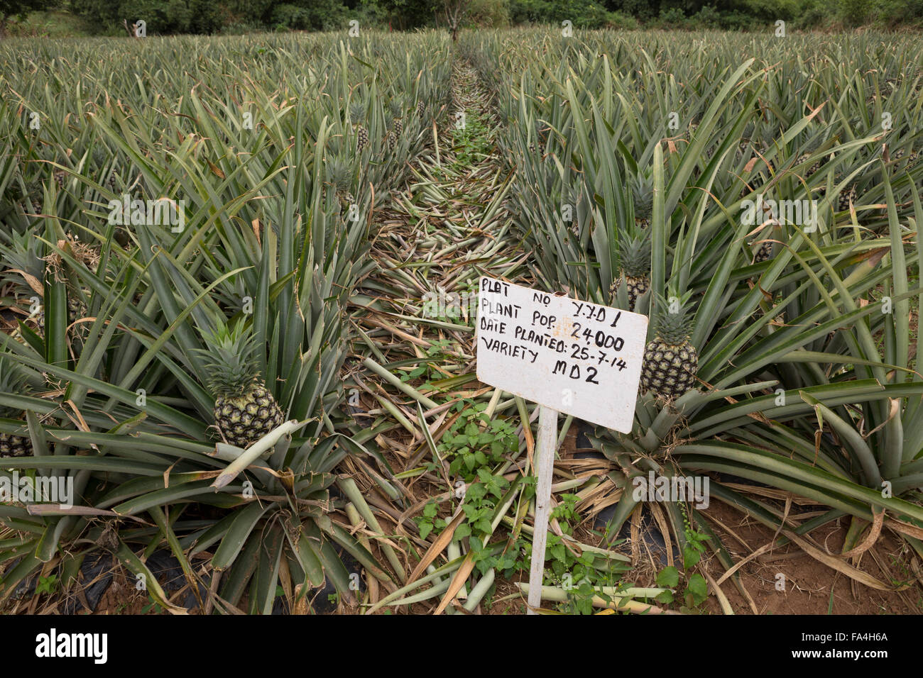 Commerciale agricola di ananas in villaggio Fotobi, Ghana. Foto Stock