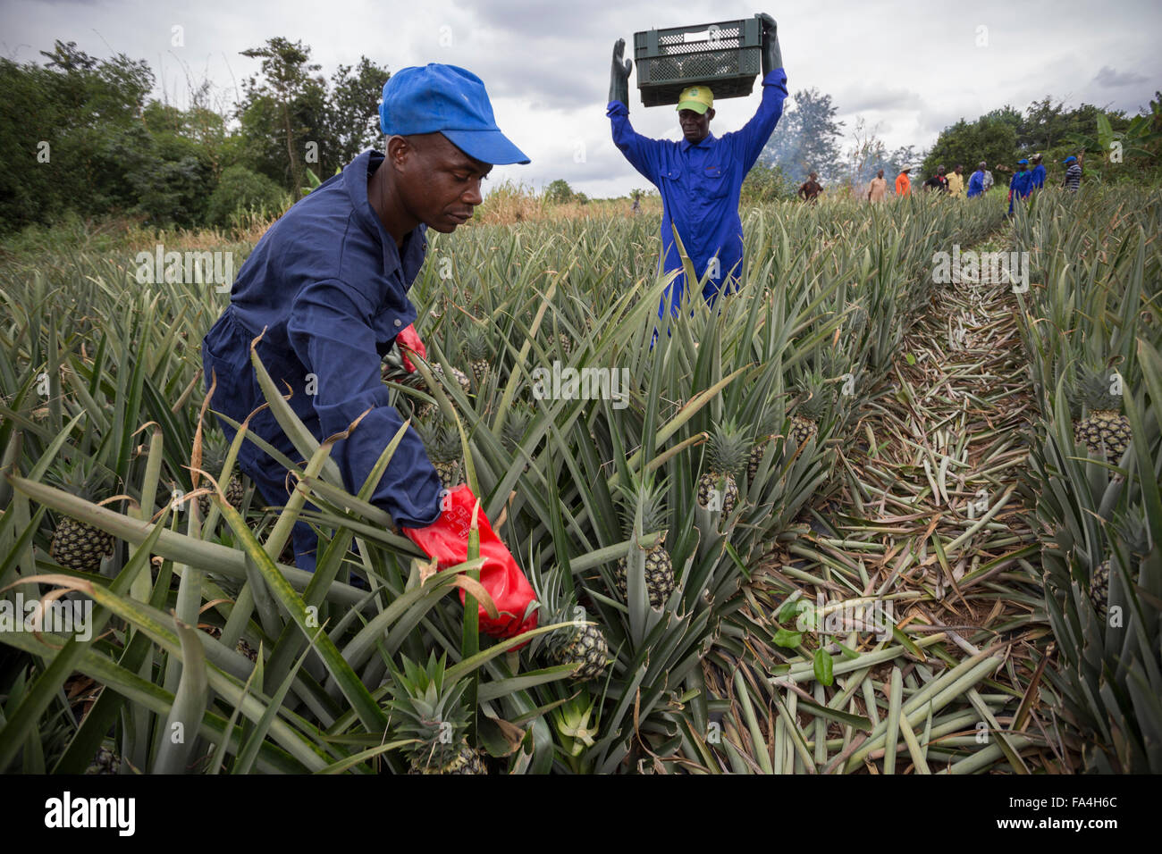 Commerciale agricola di ananas in villaggio Fotobi, Ghana. Foto Stock