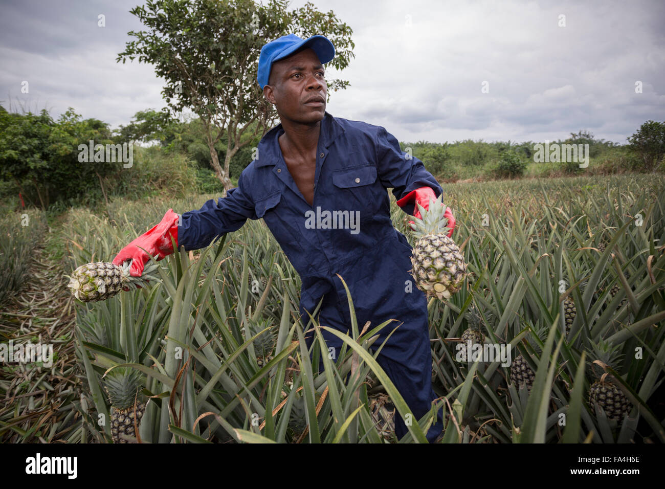Commerciale agricola di ananas in villaggio Fotobi, Ghana. Foto Stock