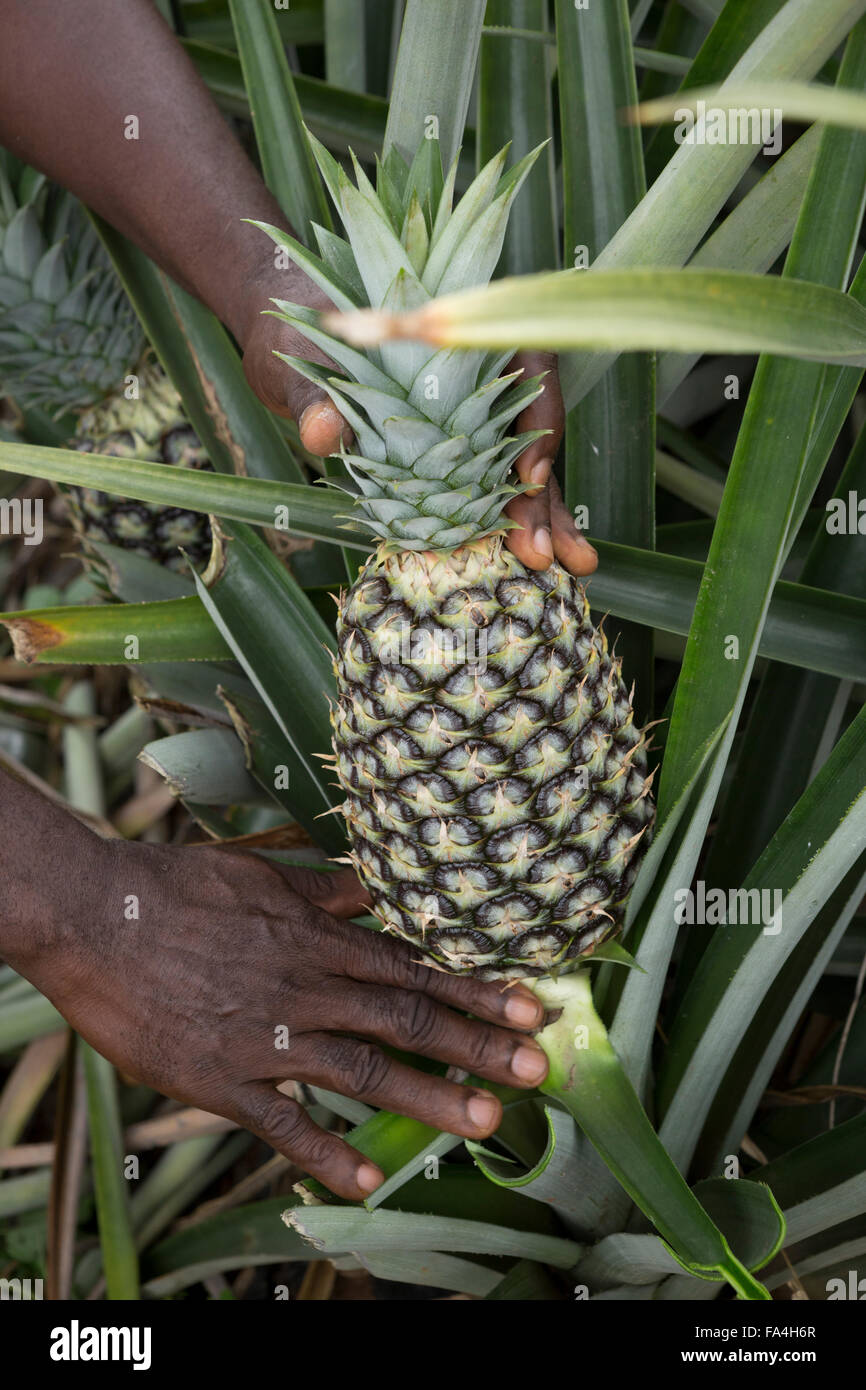 Commerciale agricola di ananas in villaggio Fotobi, Ghana. Foto Stock