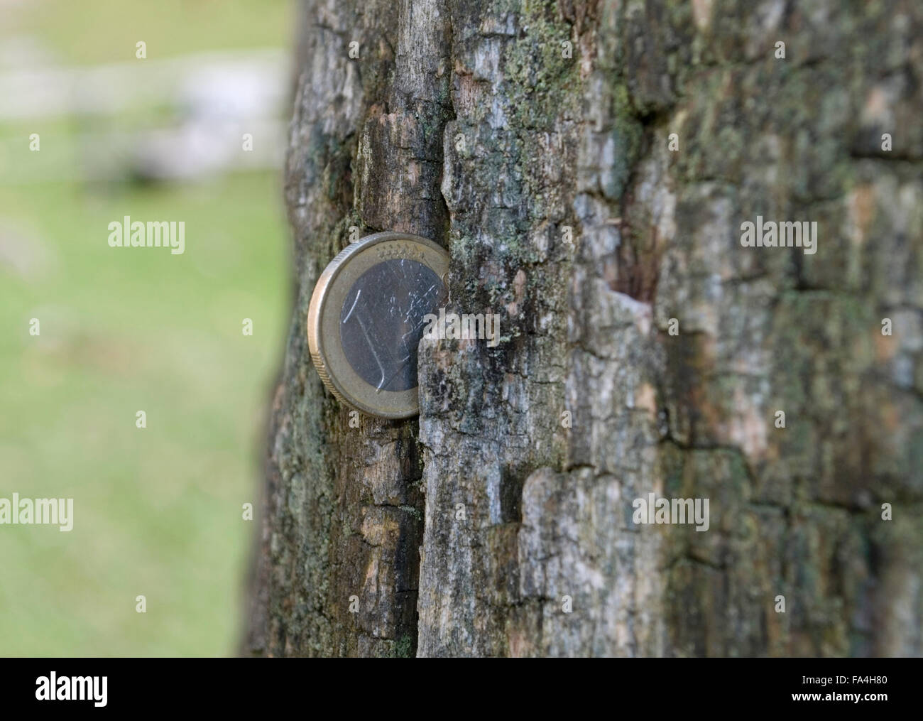 1 euro moneta nel tronco incrinato Foto Stock
