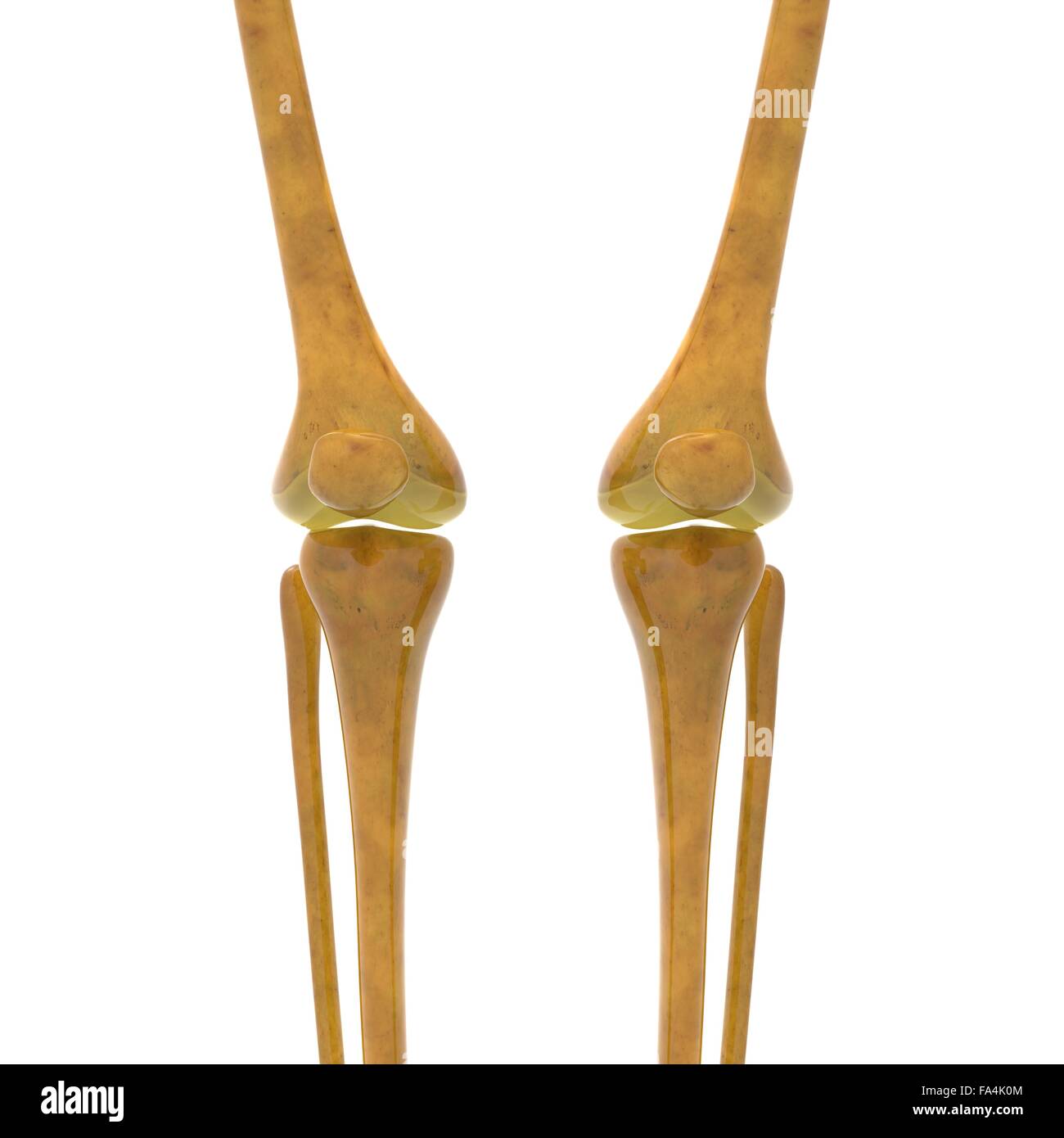 Scheletro umano anatomia del sistema Foto Stock