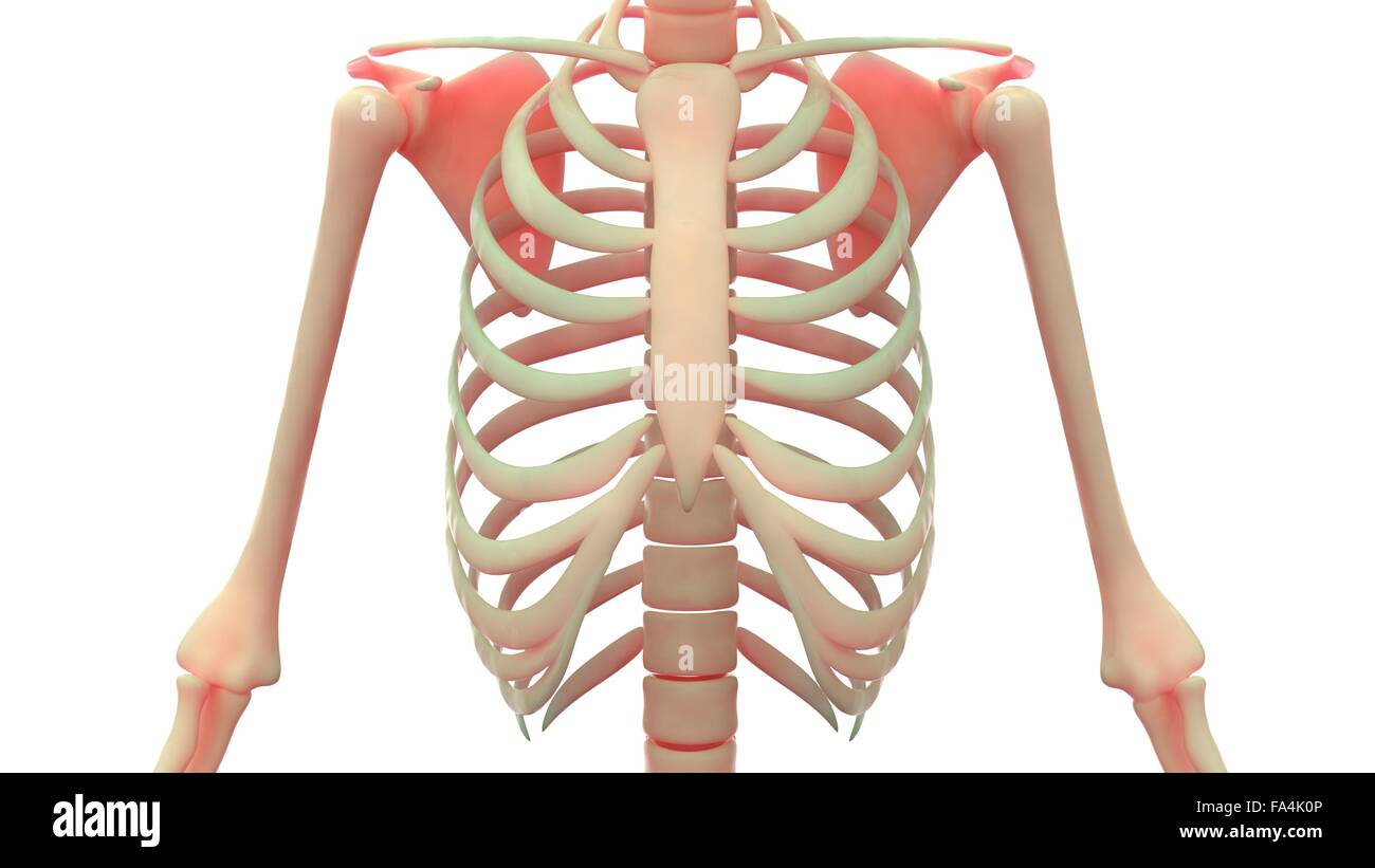Scheletro umano anatomia del sistema Foto Stock
