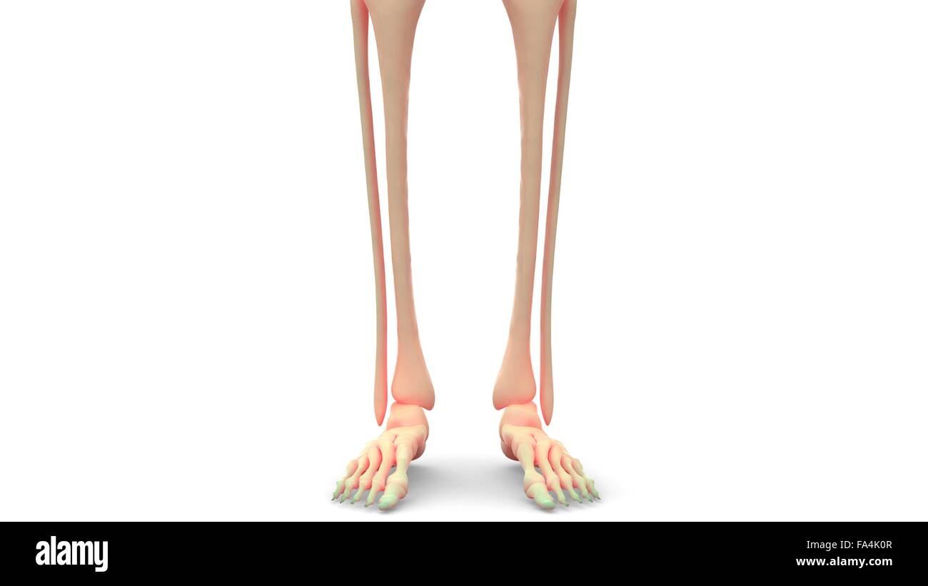 Scheletro umano anatomia del sistema Foto Stock